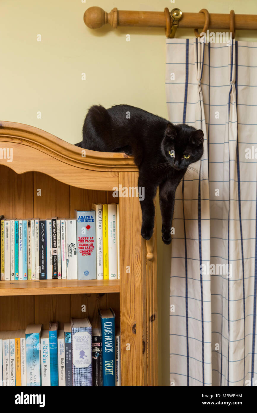 Young black cat resting on top of a bookcase, legs dangling down the side. Stock Photo