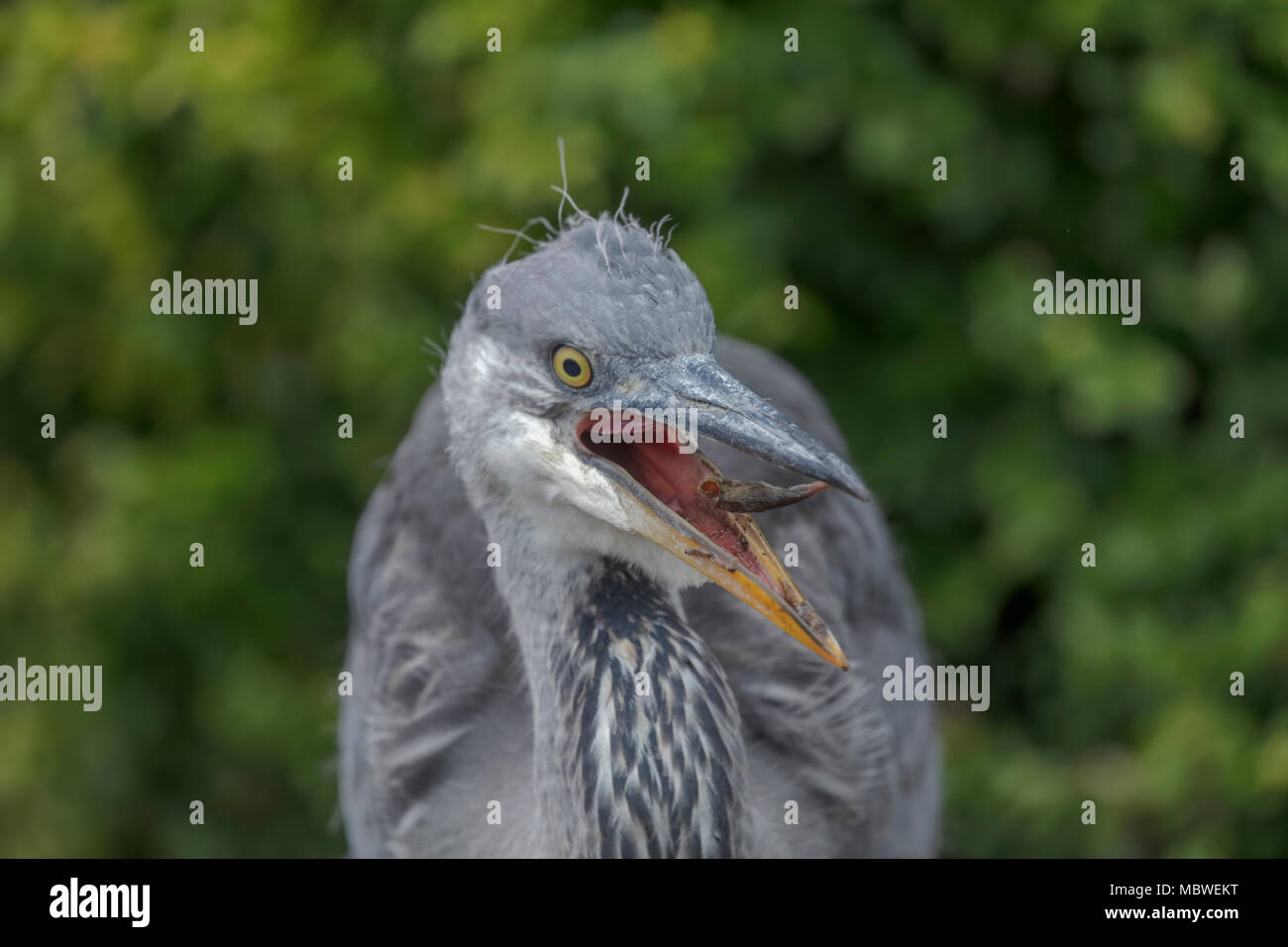 Grey Heron with Beak Open Stock Photo - Alamy