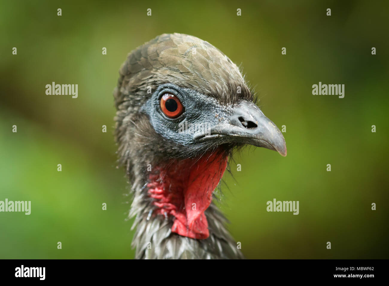 Crested Guan Head closeup on green background Stock Photo