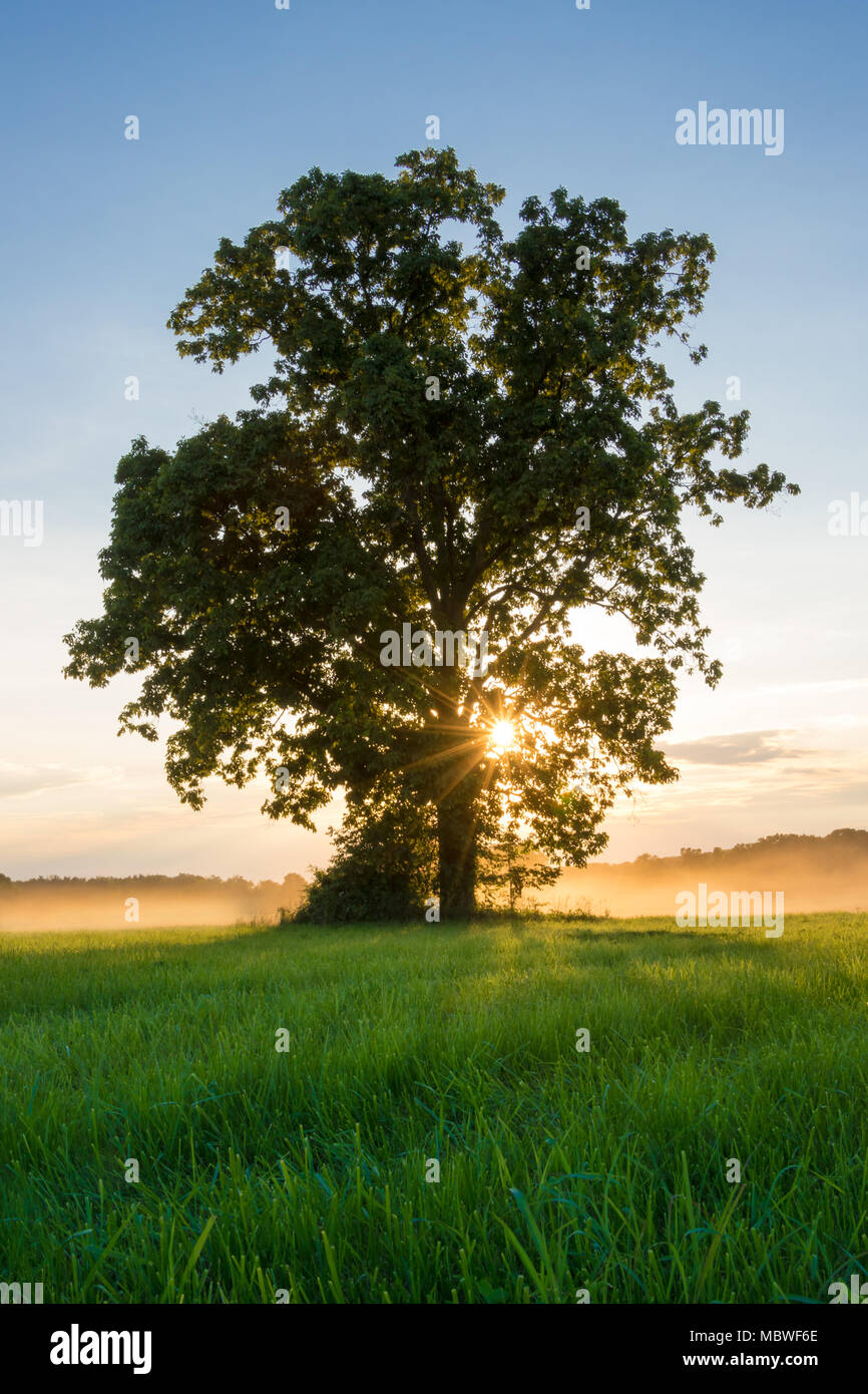 Tree In Sunset with sun rays shining through the mist Stock Photo