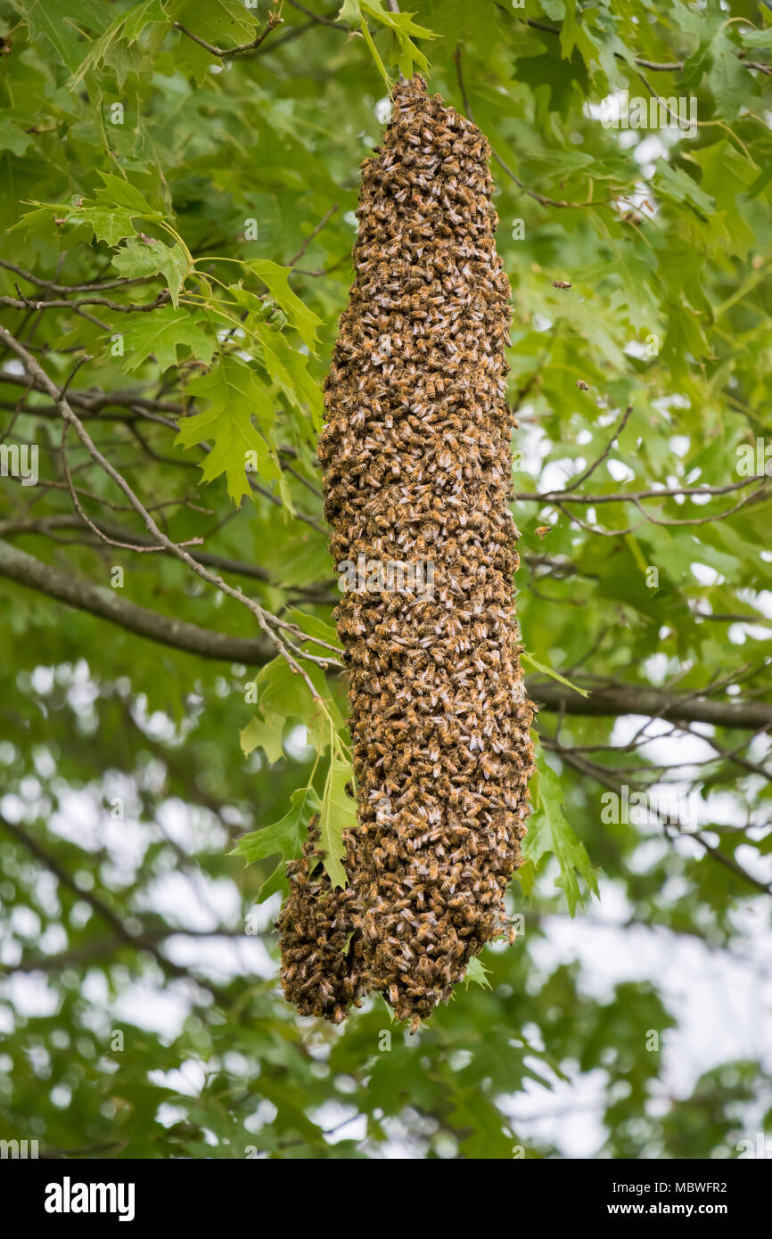Honeybee Swarm hanging on a tree limb Stock Photo