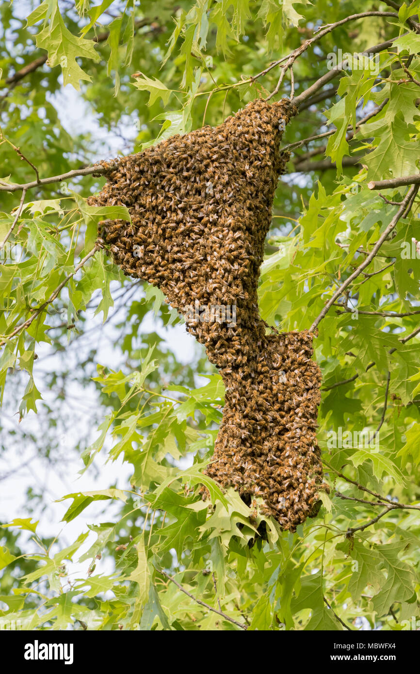 Honeybee Swarm hanging on a tree limb Stock Photo