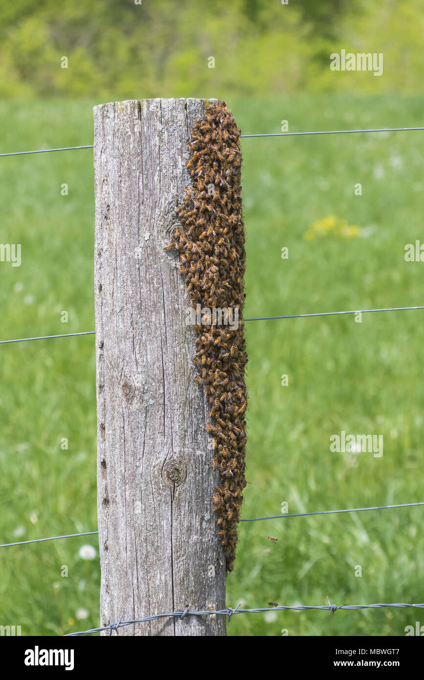 Honeybee Swarm on a Fencepost with Sky Background Stock Photo