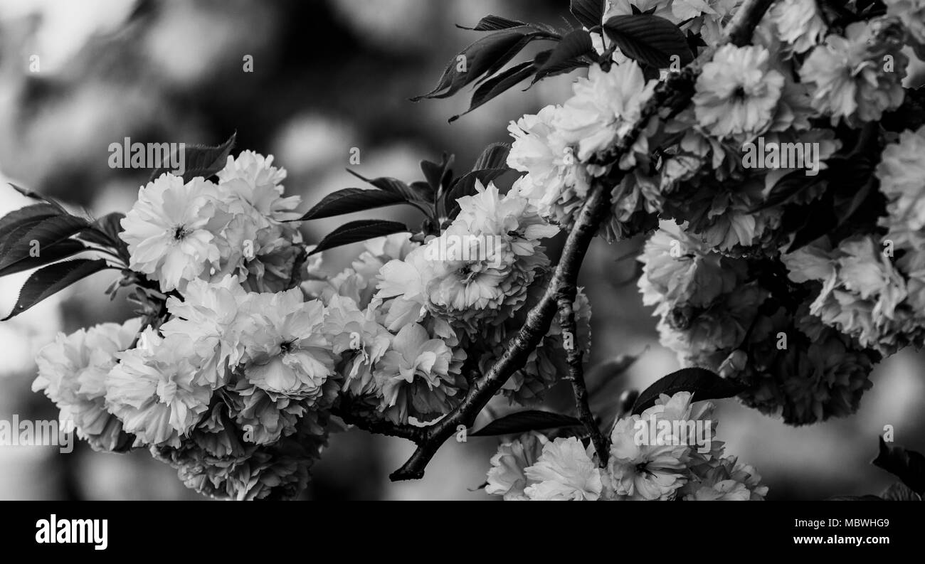 Black & white close-up of new blooms on cherry tree branch Stock Photo