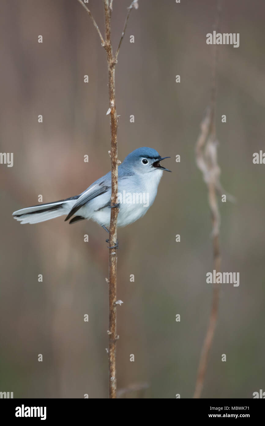 Blue Gray Gnatcatcher Closeup on a branch with a green background Stock Photo