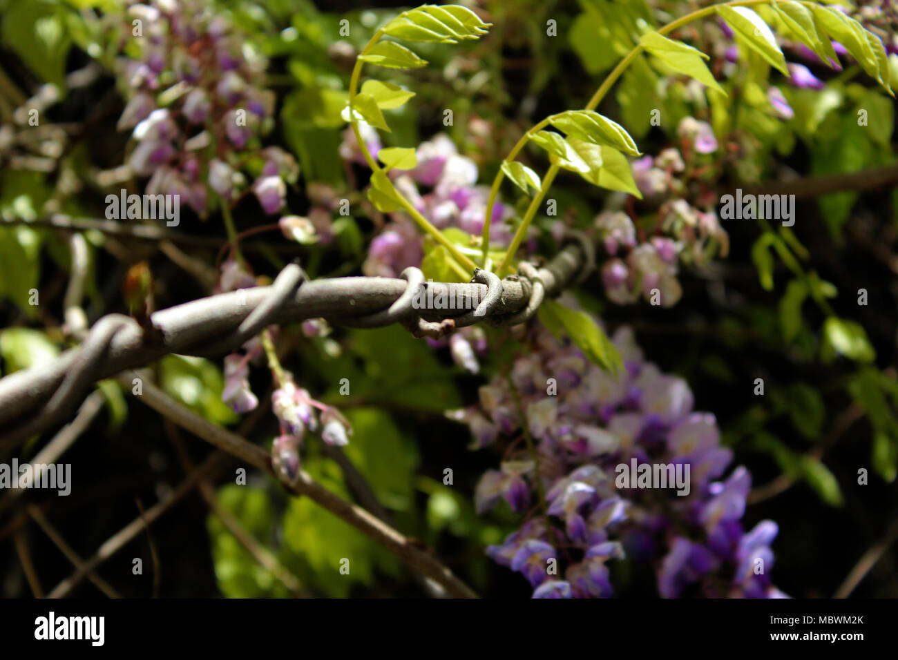 Green tree with purple roses. sometimes, it's good to look up where another world is waiting. details Stock Photo