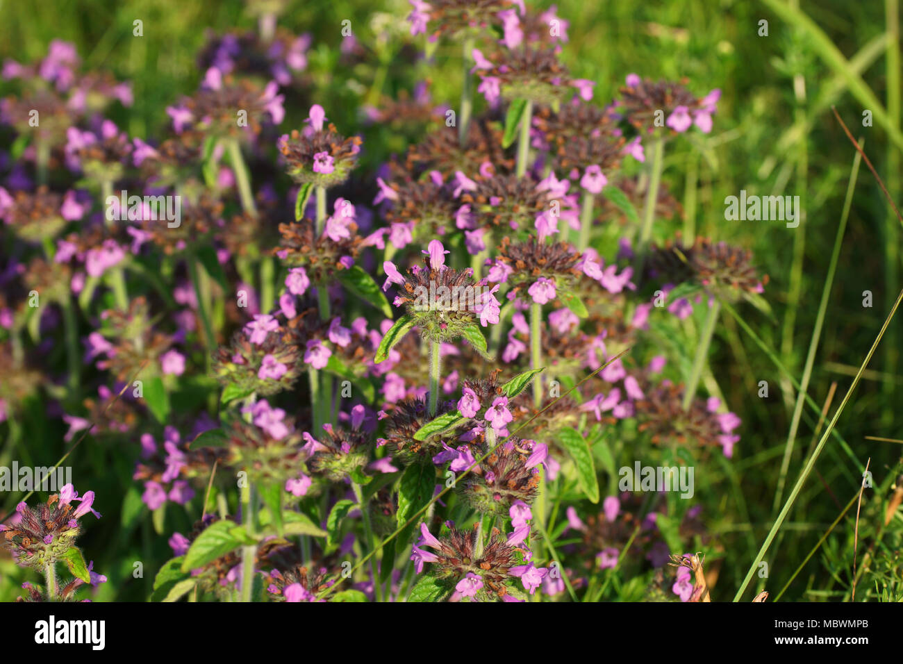 Wild basil grows in a meadow, lit by the warm rays of the setting sun. Clinopodium vulgare is common in the natural habitat. Stock Photo