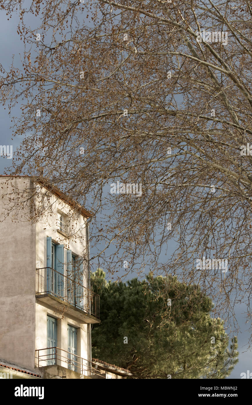 Plane tree near a tall town house with pale-blue shutters in Prades, early evening in late March, Languedoc-Roussillon, Pyrénées-Orientales, France Stock Photo
