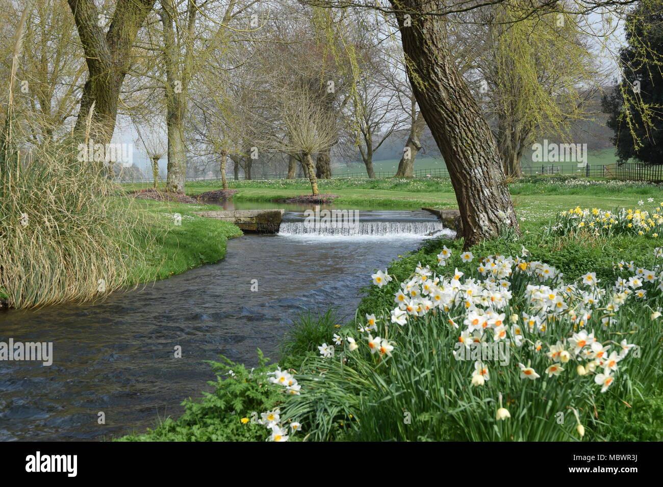 DAFFODILS ON THE BANK OF THE RIVER LAVANT RUNNING THROUGH WEST DEAN GARDENS, CHICHESTER, WEST SUSSEX. APRIL 11TH 2018 Stock Photo