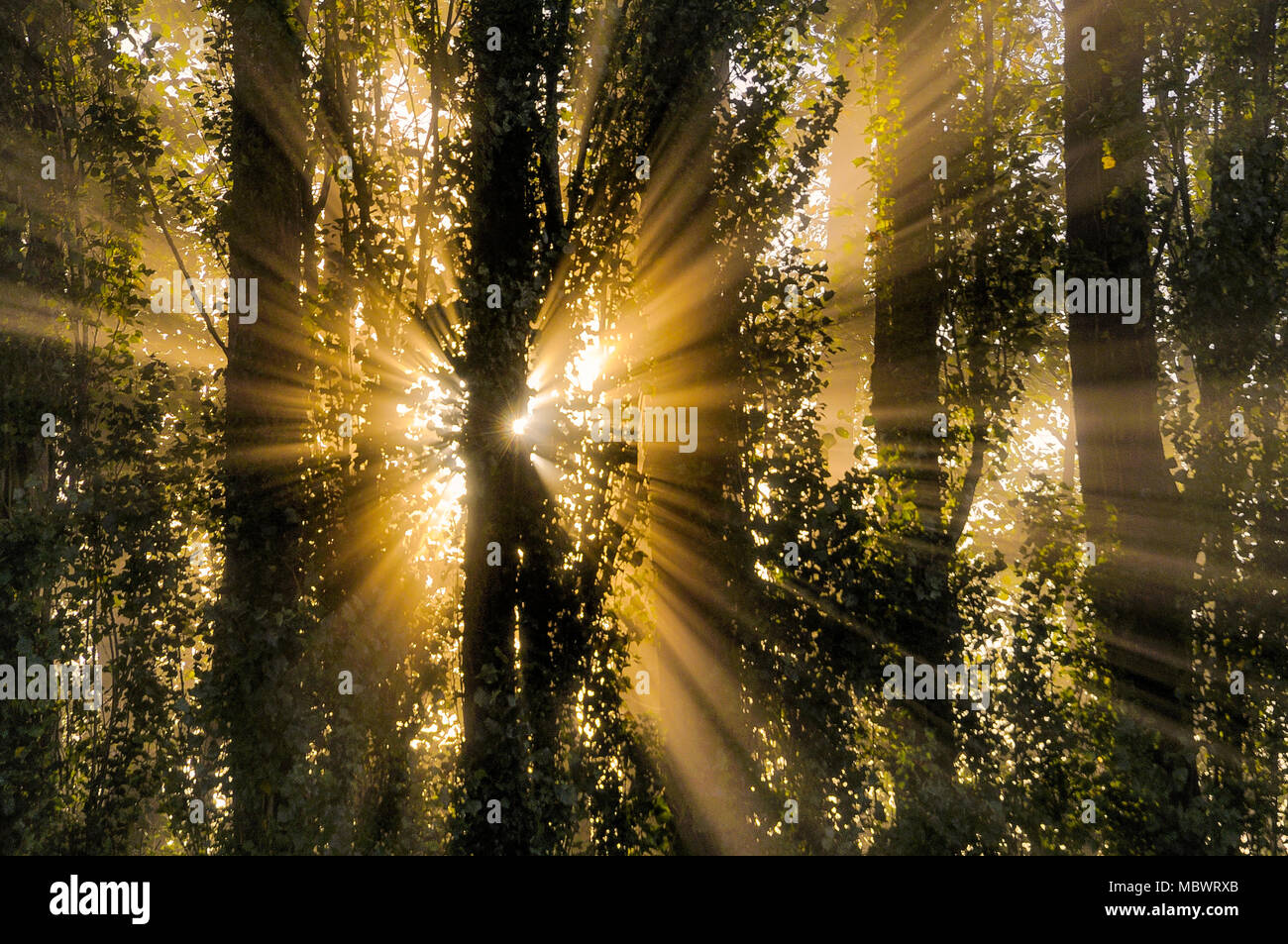 Angel rays, godbeams through trees, sunburst Stock Photo