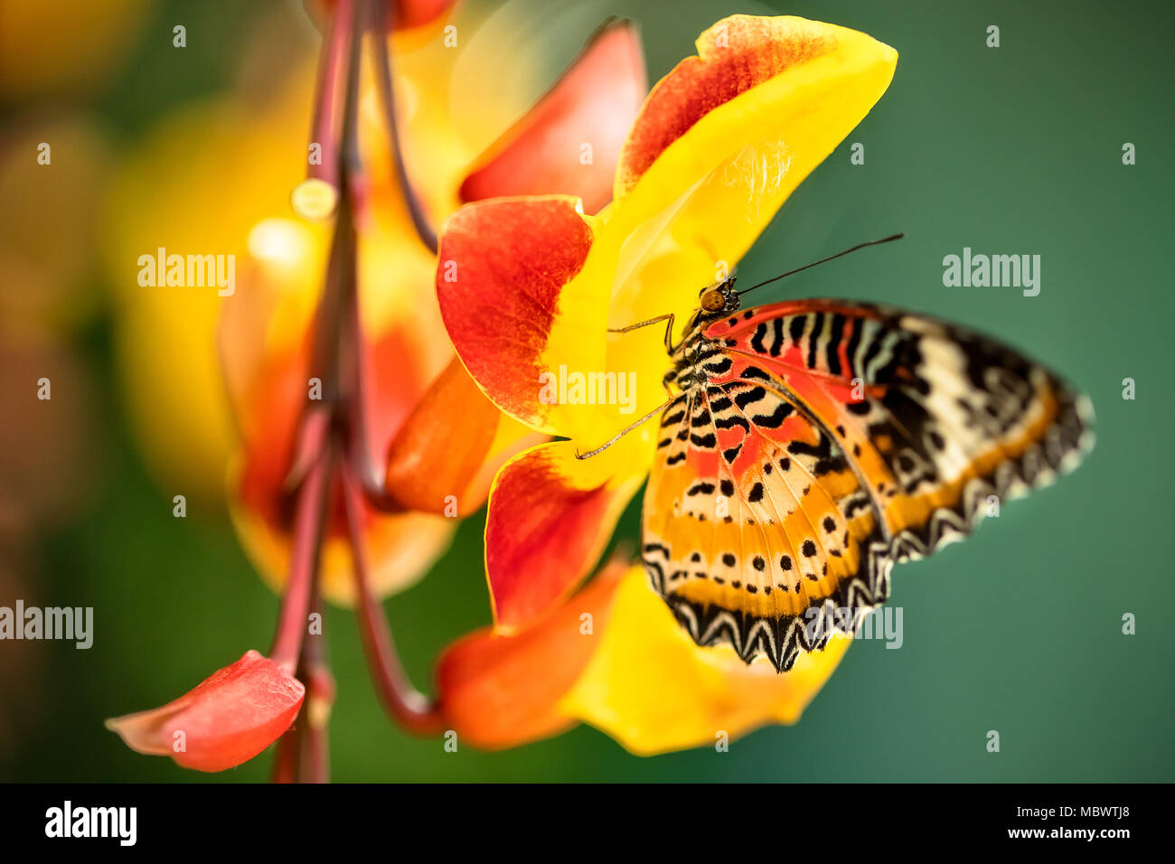 Beautiful butterfly in tropical forest sitting on blossom. Tropical nature of rain forest, butterfly insect macro photography. Stock Photo