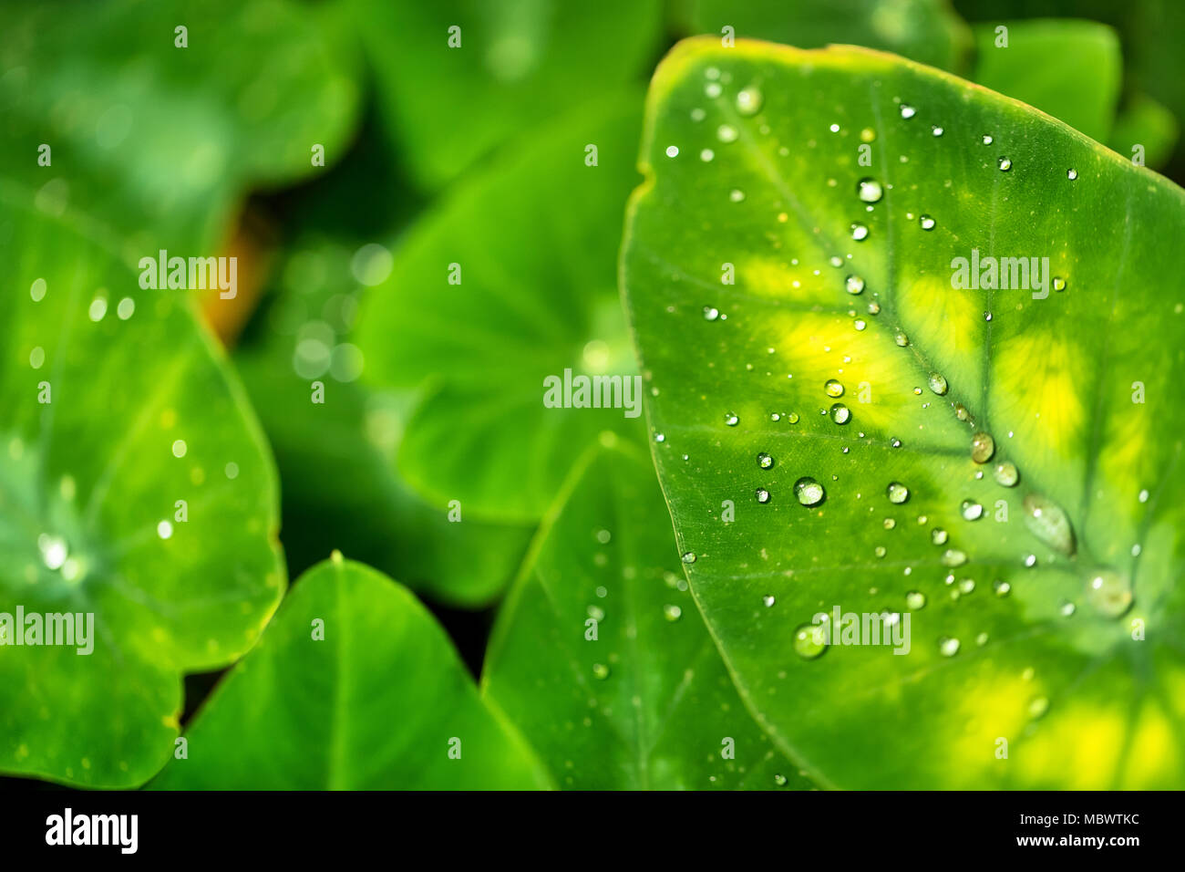 Beautiful detail of leaf with water drops, macro photo. Low depth of focus Stock Photo