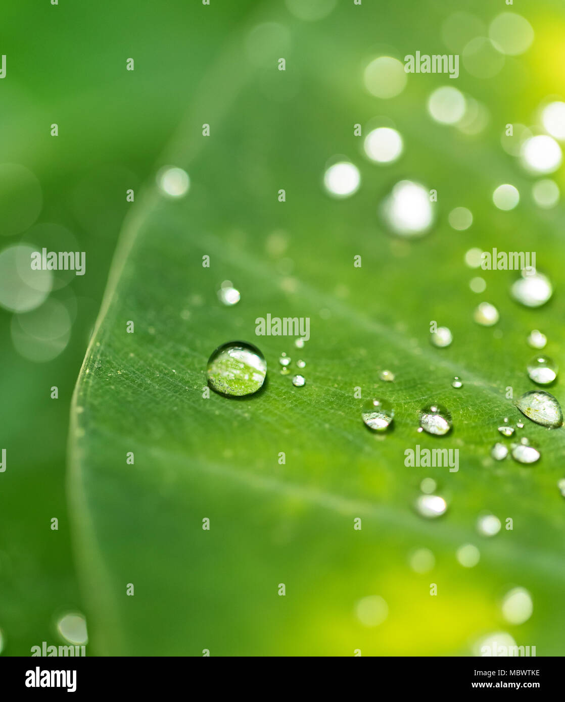Beautiful detail of leaf with water drops, macro photo. Low depth of focus Stock Photo