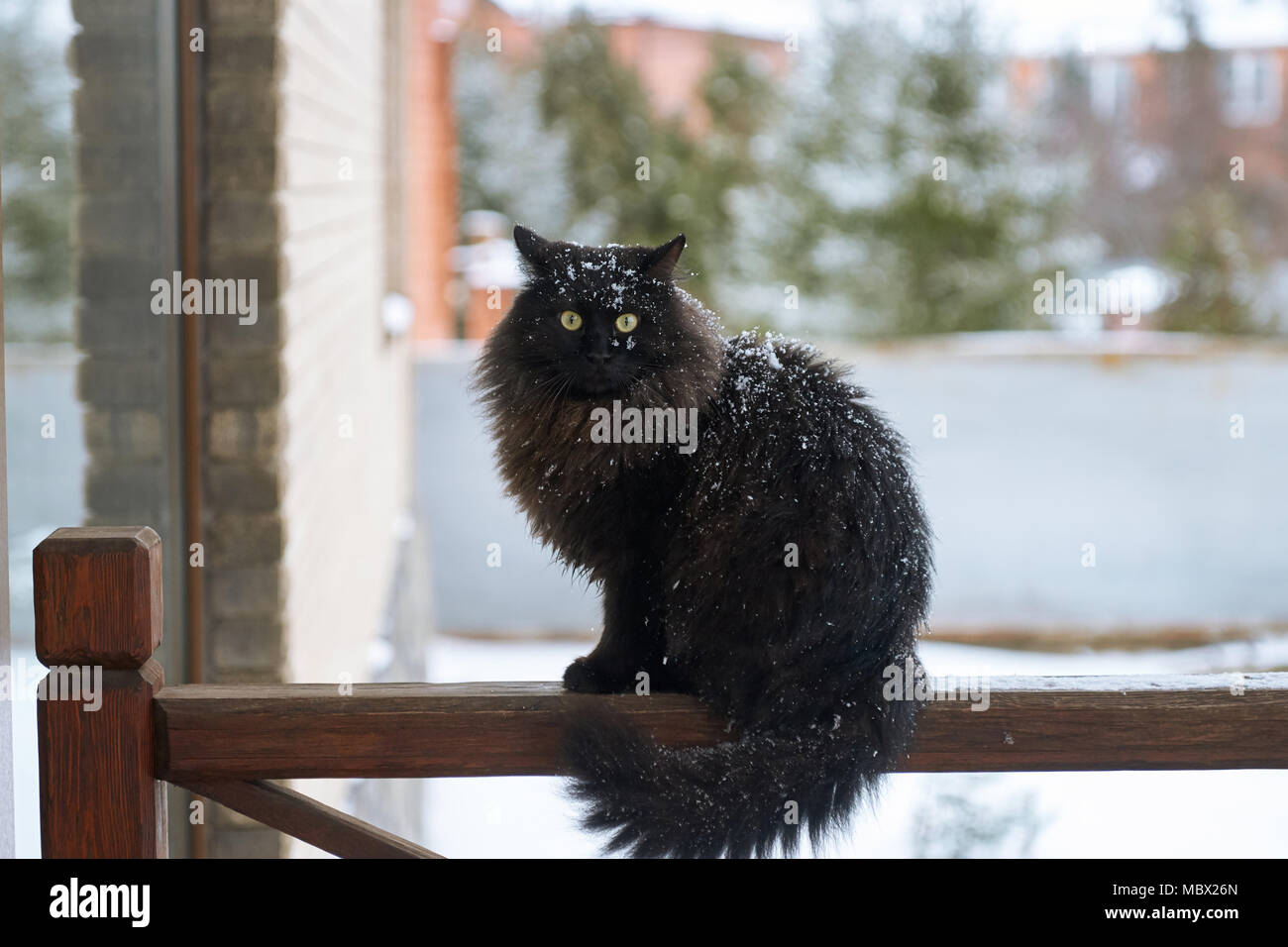 Black cat sitting on the porch Stock Photo - Alamy