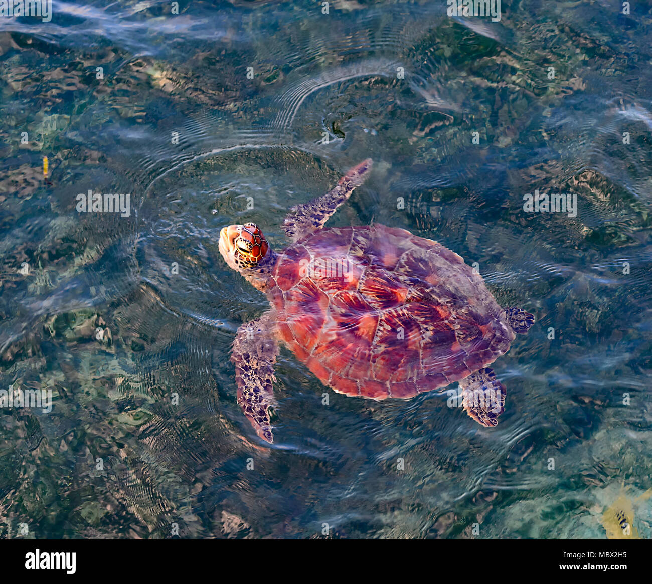 Juvenile female Green Sea Turtle (Chelonia mydas) coming to the surface to breathe, Green Island, Great Barrier Reef, Far North Queensland, QLD, FNQ,  Stock Photo