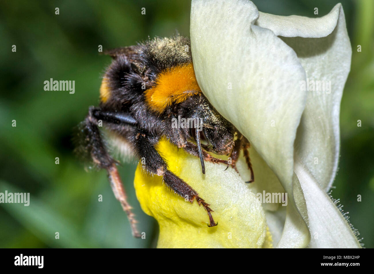 Macro shot of a Bumblebee (bombus terrestris) covered with pollen ...