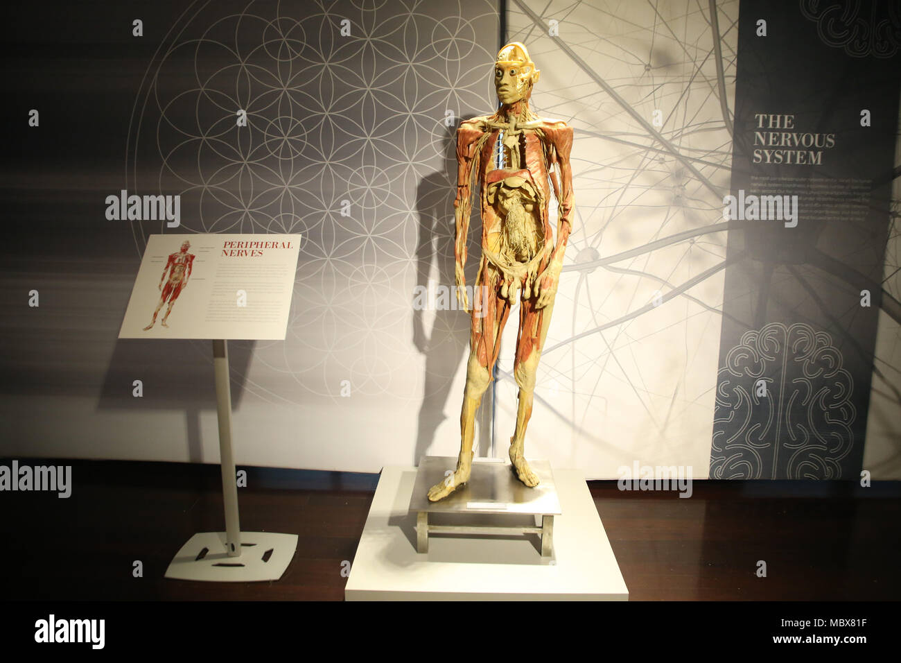 Sydney, Australia. 12 April 2018. Pictured: The Nervous System, peripheral nerves. What are we made of? Where do we come from? Why are we here? This exhibition explores the human body through physiology, culture and emotion. Real Bodies The Exhibition consists of 11 galleries with subject matter such as “Breathe” exploring the respiratory system, “Rhythm” revealing the delicate interconnectedness of the circulatory system, “Love” presenting the science of physical attraction, and more. Credit: Richard Milnes/Alamy Live News Stock Photo