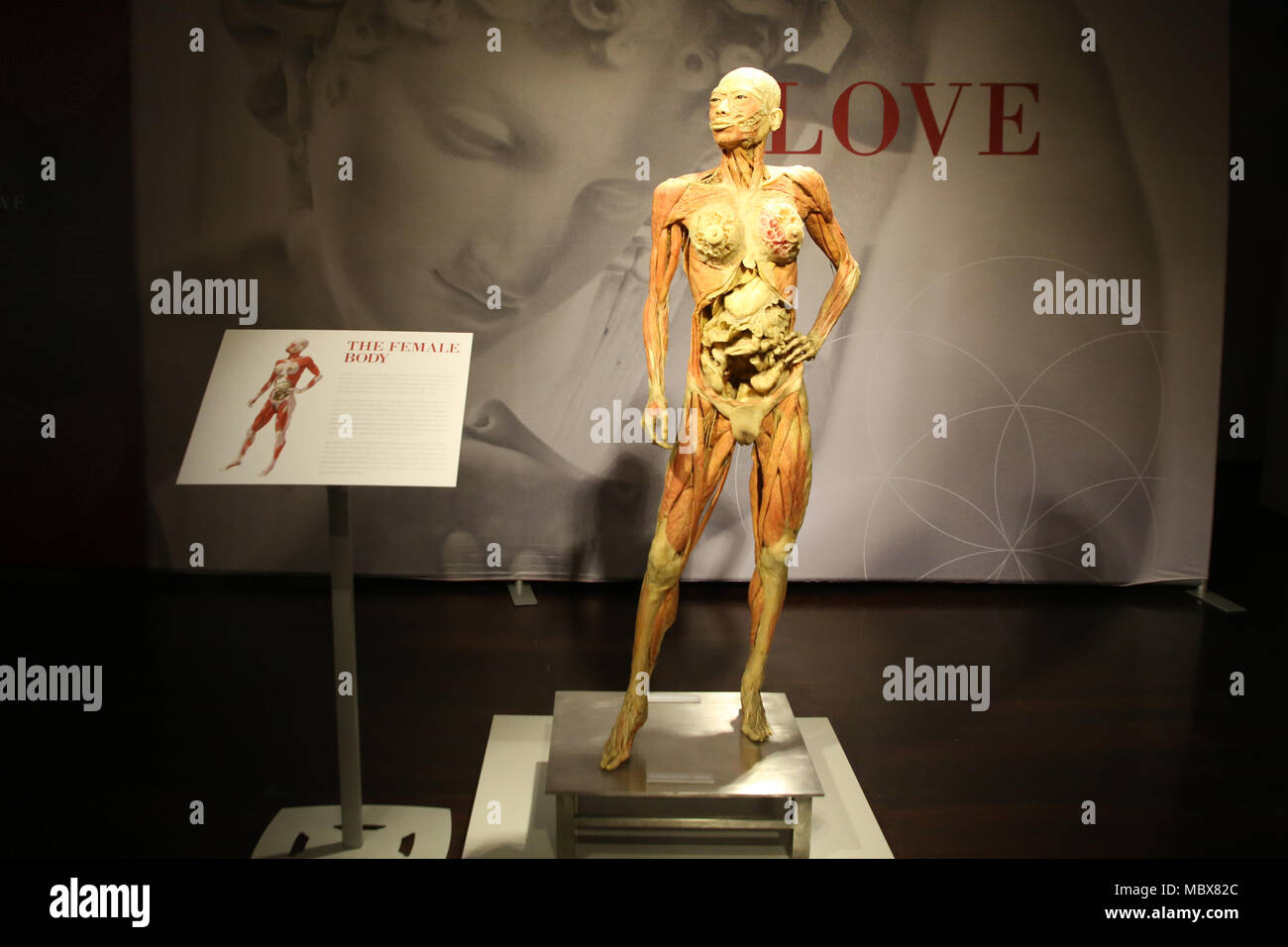 Sydney, Australia. 12 April 2018. What are we made of? Where do we come from? Why are we here? This exhibition explores the human body through physiology, culture and emotion. Real Bodies The Exhibition consists of 11 galleries with subject matter such as “Breathe” exploring the respiratory system, “Rhythm” revealing the delicate interconnectedness of the circulatory system, “Love” presenting the science of physical attraction, and more.  The exhibition pushes boundaries while seamlessly blending art, science, and emotion as a museum of the self. Credit: Richard Milnes/Alamy Live News Stock Photo