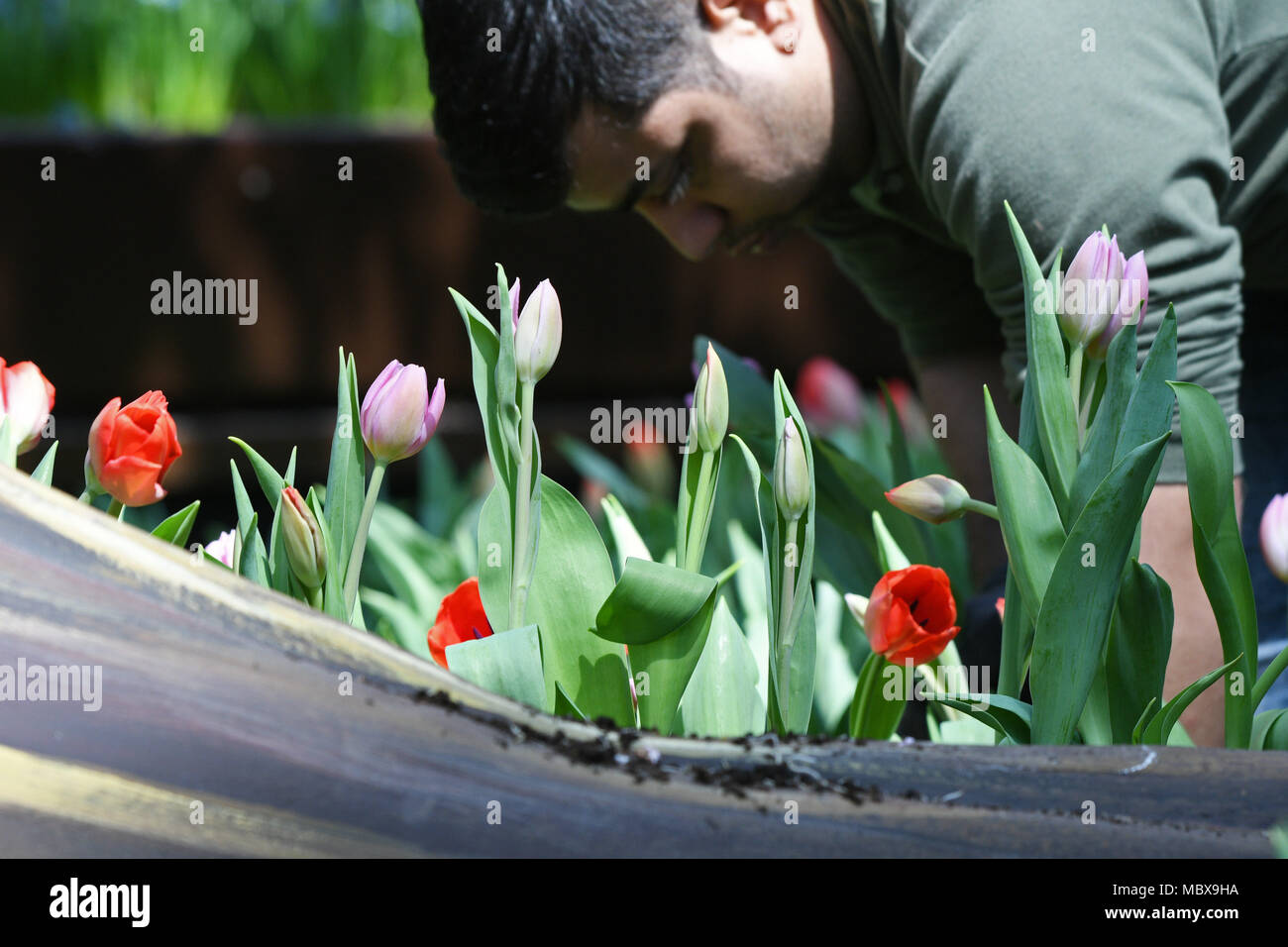 Tulips: transplant and preparation for the next season Tulips: transplant and preparation for the next season