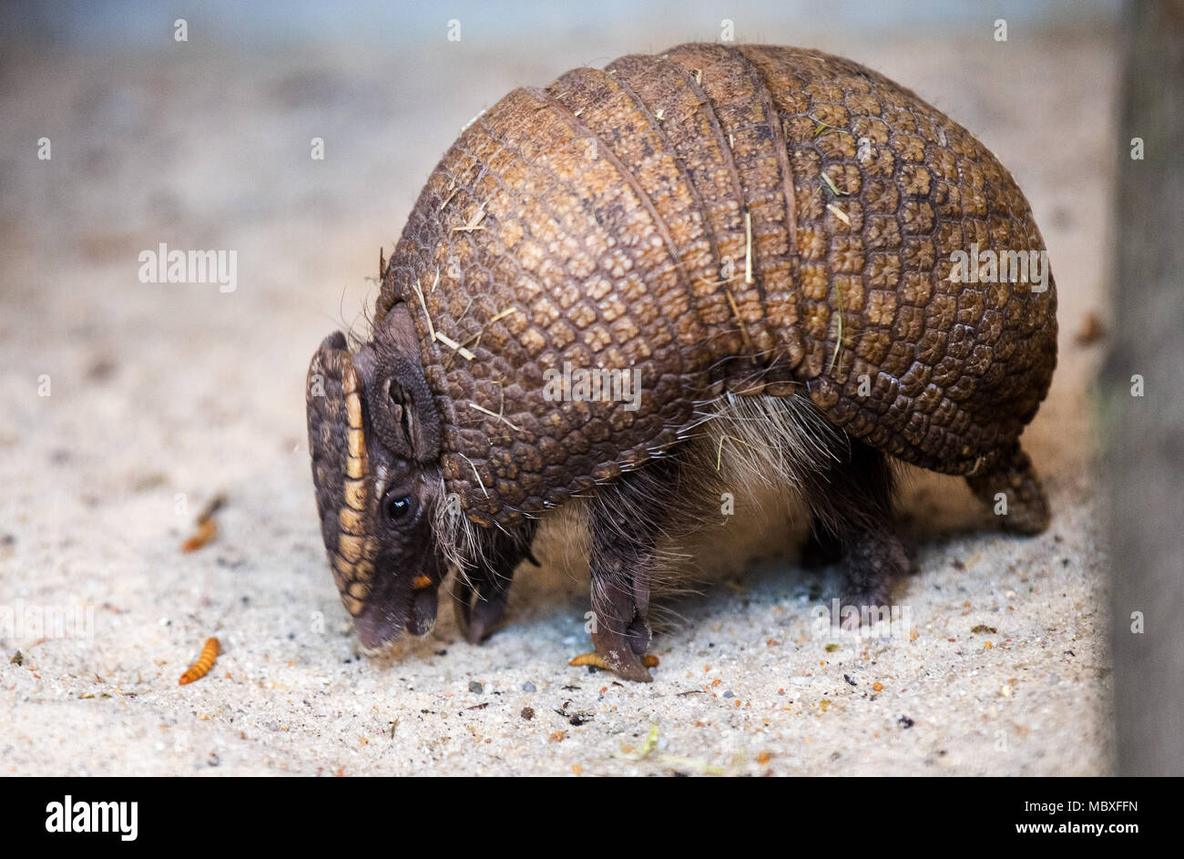 12 April 2018, Hoyerswerda, Germany: A southern banded armadillo (Tolypeutes matacus) in his enclosure at the tropical house of the Hoyerswerda Zoo, eating mealworm. This species lives in central South America and feeds mainly on Insects. Photo: Monika Skolimowska/dpa-Zentralbild/dpa Stock Photo