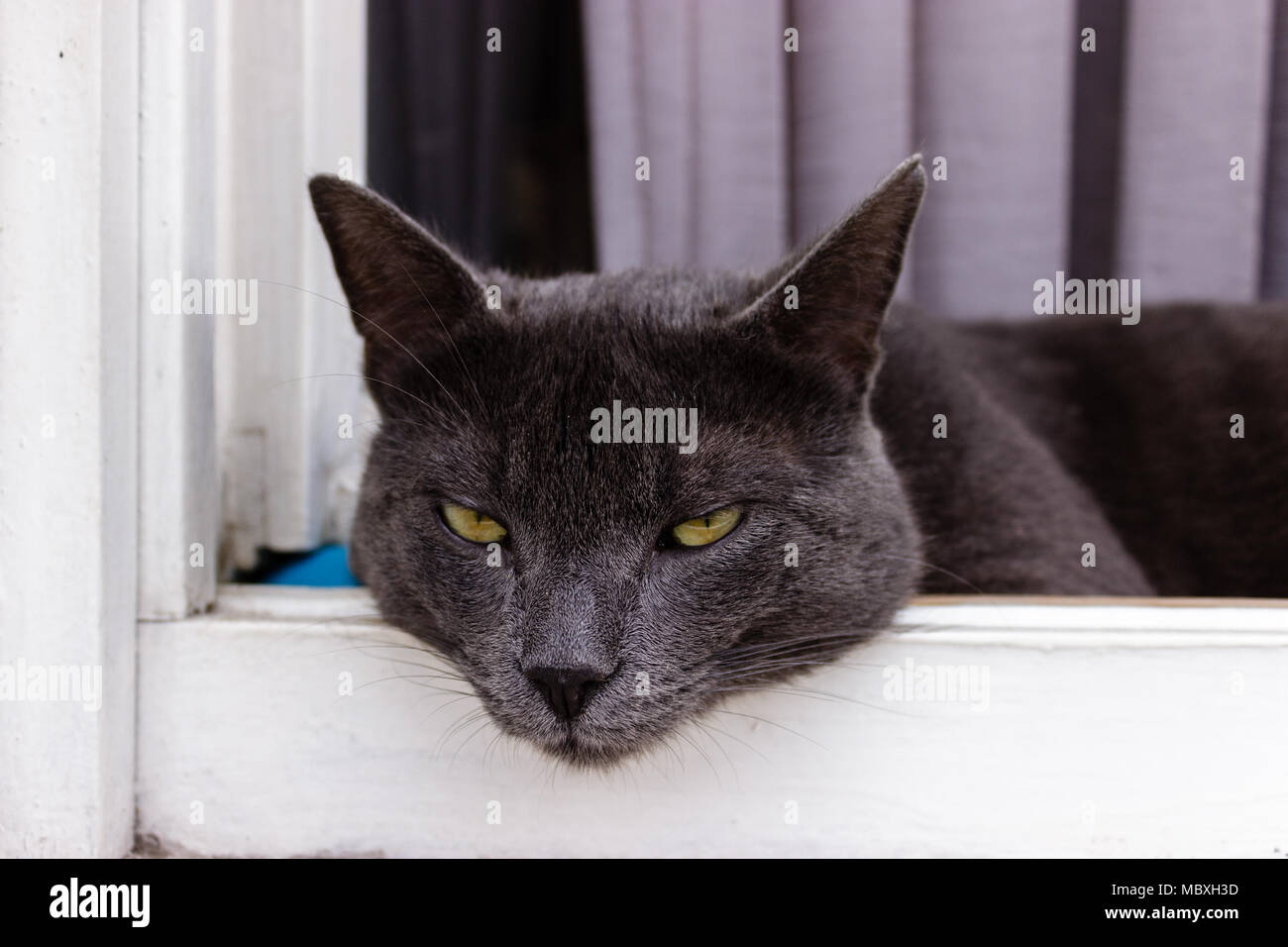 Beautiful gray cat resting on a wooden  window sill, close up Stock Photo