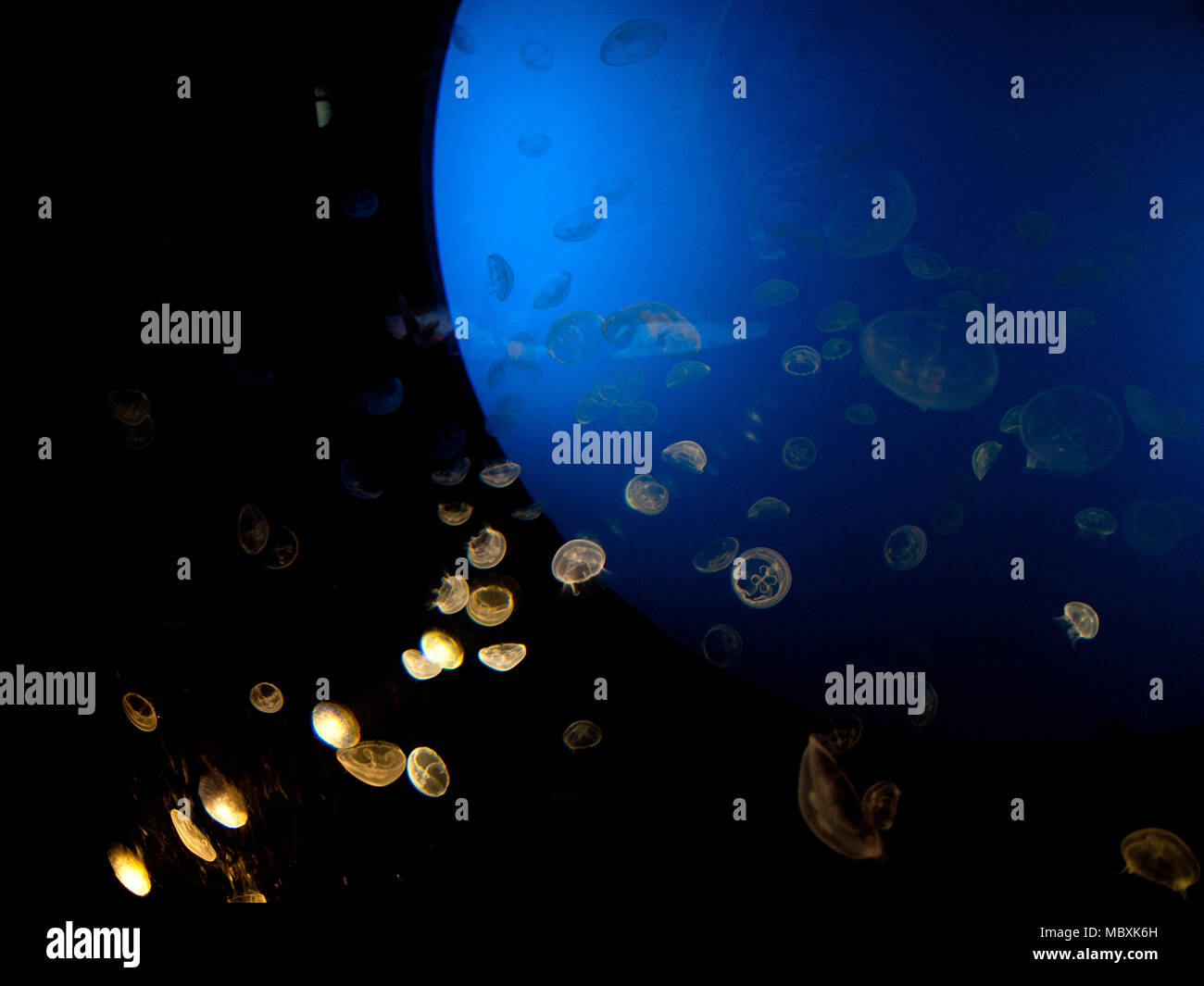 Jellyfish in the water Stock Photo Alamy