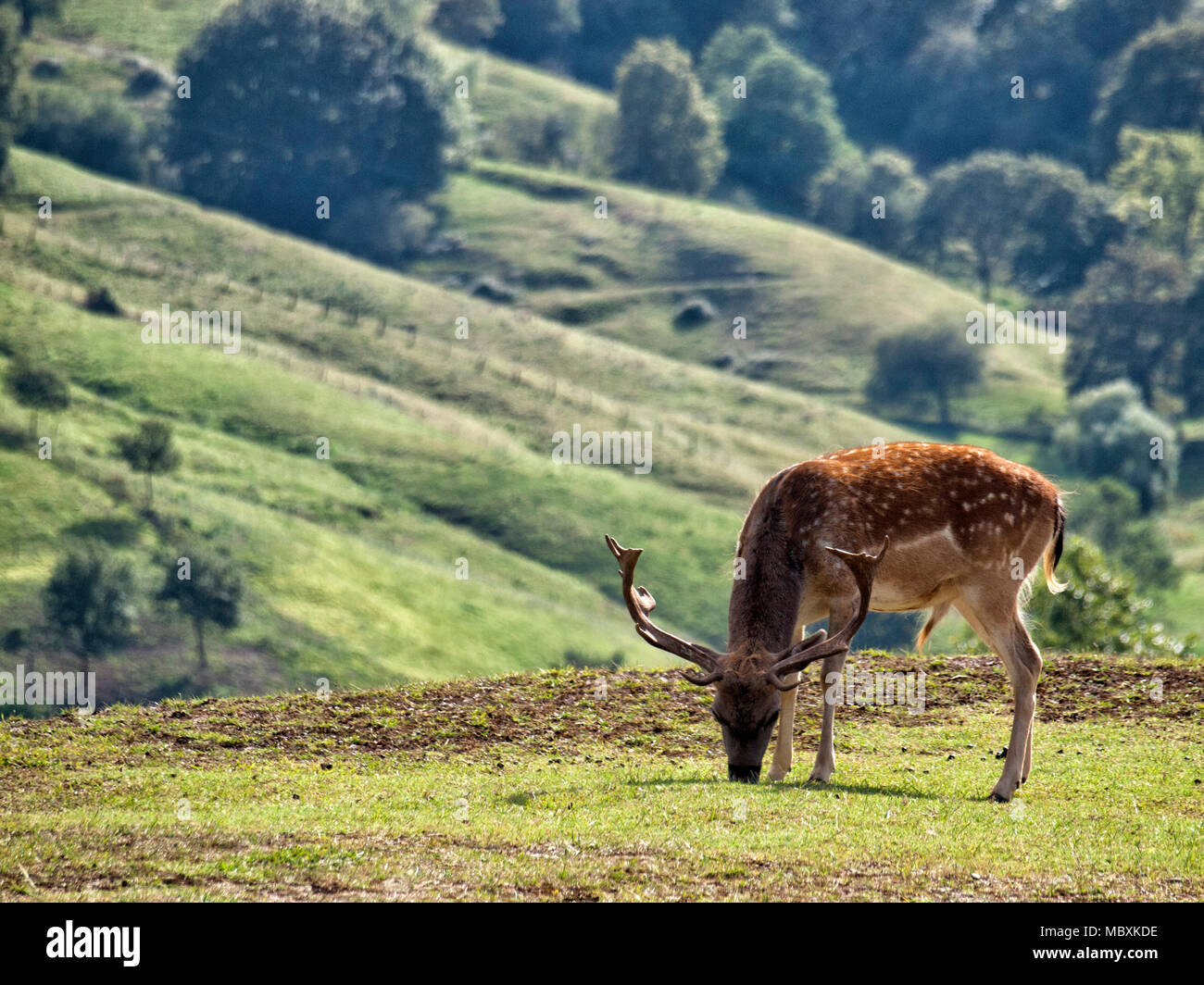 Deer in natural park Stock Photo