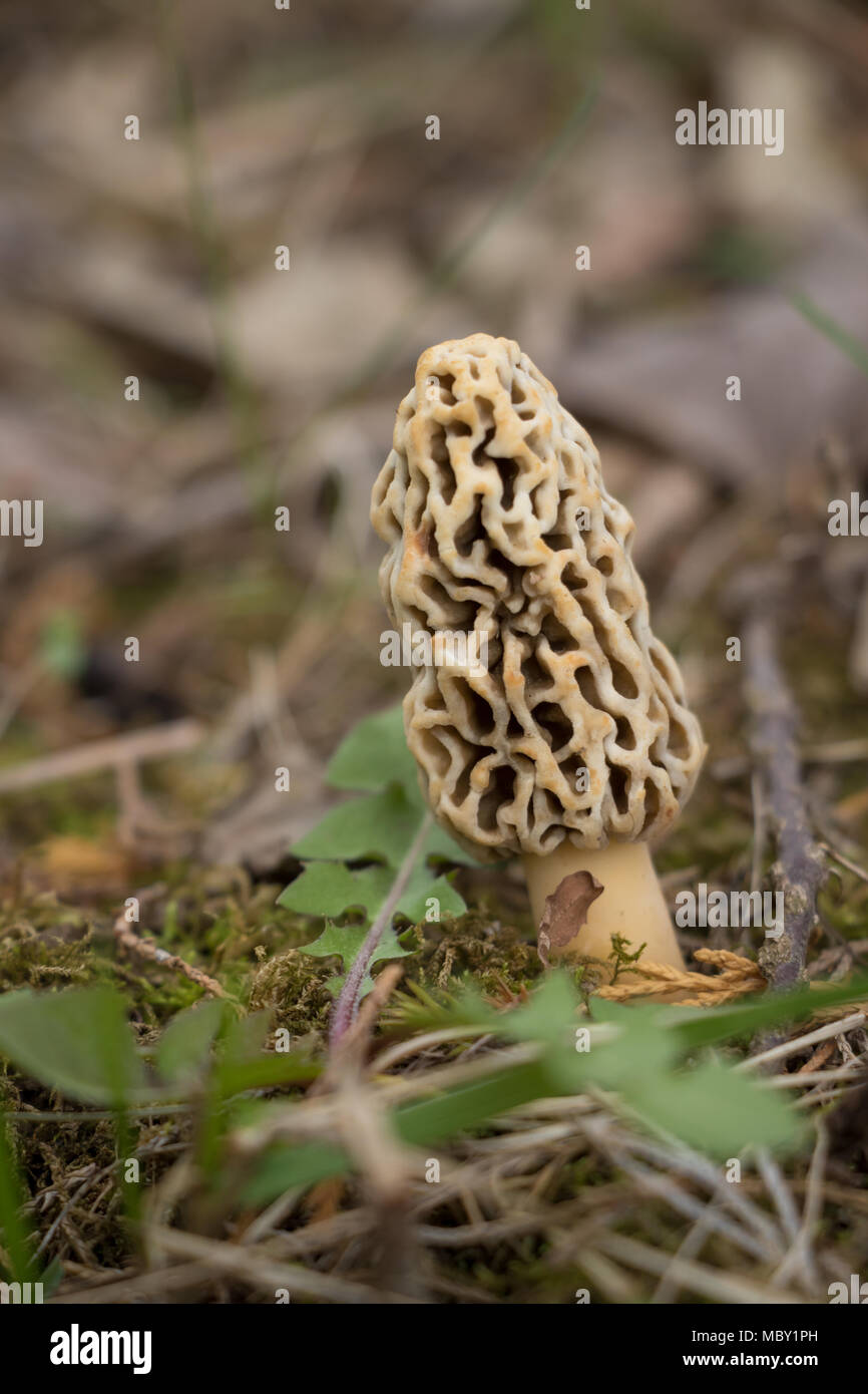 Morel mushroom hires stock photography and images Alamy