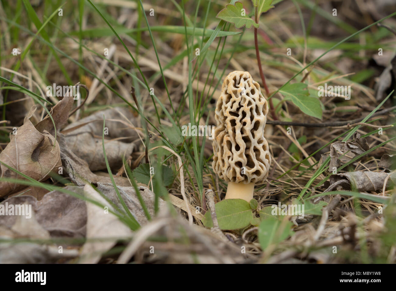 Morel mushroom hires stock photography and images Alamy