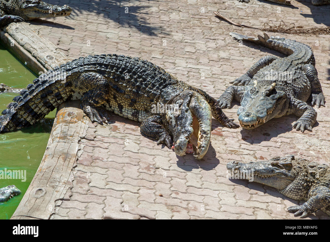 Deadly friendship of a man with a crocodile Deadly friendship of a man with a crocodile
