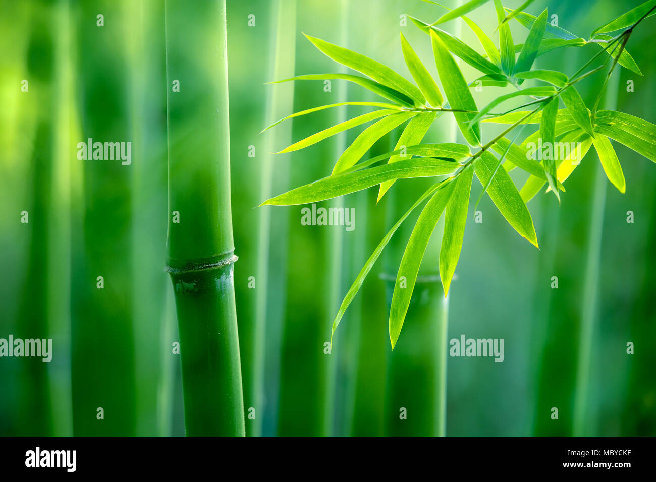 Asian Bamboo forest,natural background Stock Photo