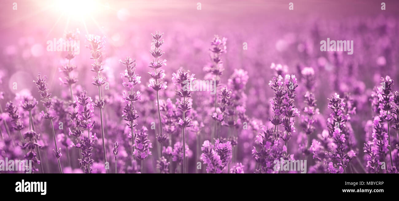 Lavender field at sunset Stock Photo