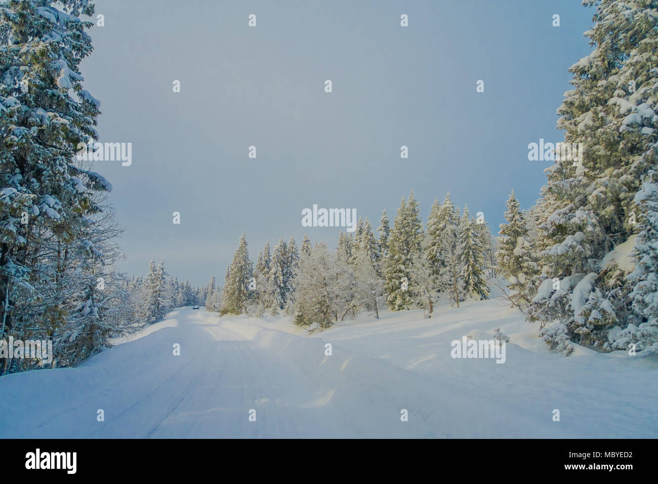 Pine trees covered with snow in the forest at one side of the road ...
