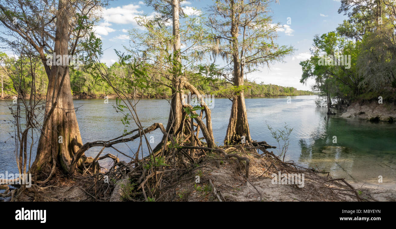 Cypress trees lining the Suwanee River at Fletcher Springs  near Belle Florida Stock Photo