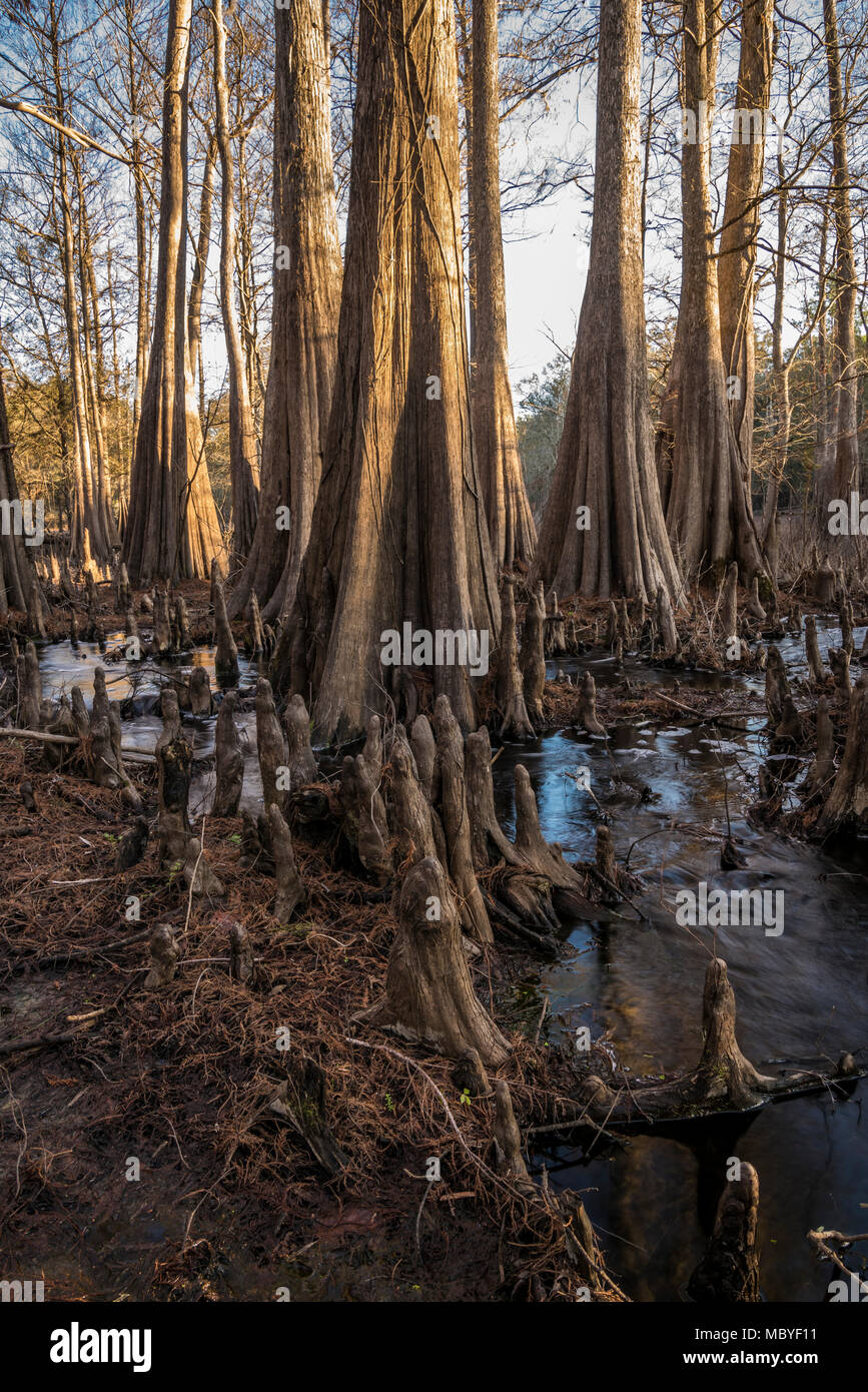 Cypress trees and slough at Indian Lake, Silver River Springs Forest Stock Photo