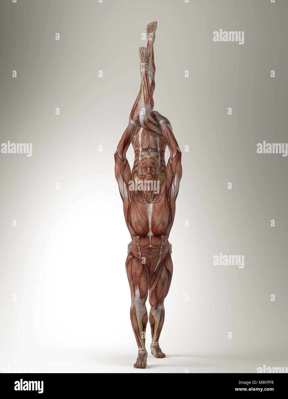 Couples Yoga High Resolution Stock Photography And Images Alamy https www alamy com couples yoga pose with male and female showing their muscle anatomy no skin 3d graphic physical and mental disciplines for attaining liberation image179469788 html