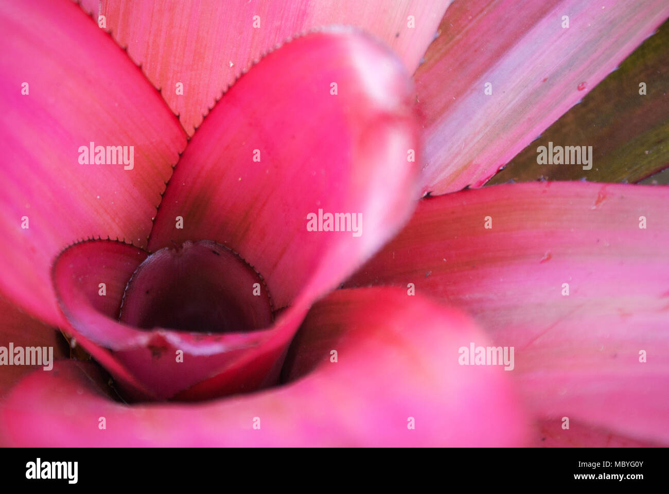 Closeup of a beautiful Neoregelia ‘Pink Sensation’ bromeliad. Stock Photo
