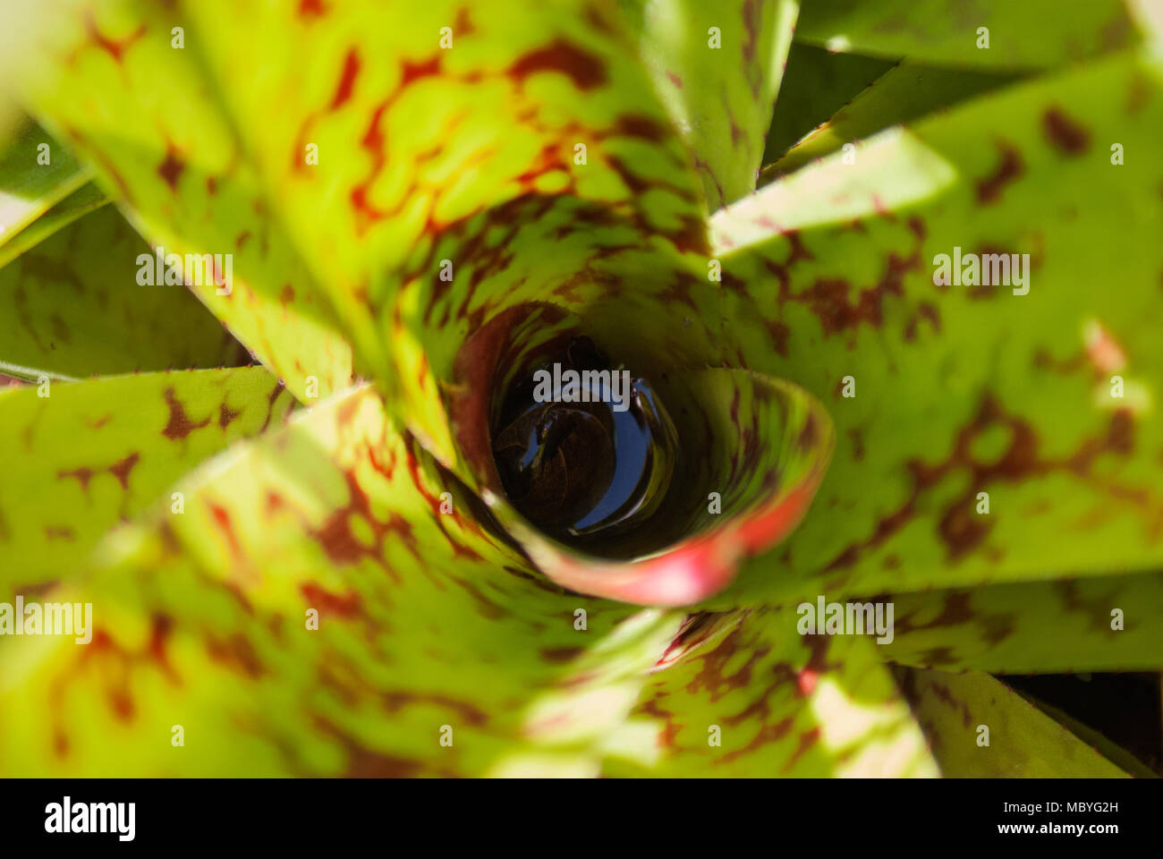 A closeup top view of a Neoregelia ‘Spotted Night’ bromeliad plant with water on its center and the sunlight hitting it. Stock Photo