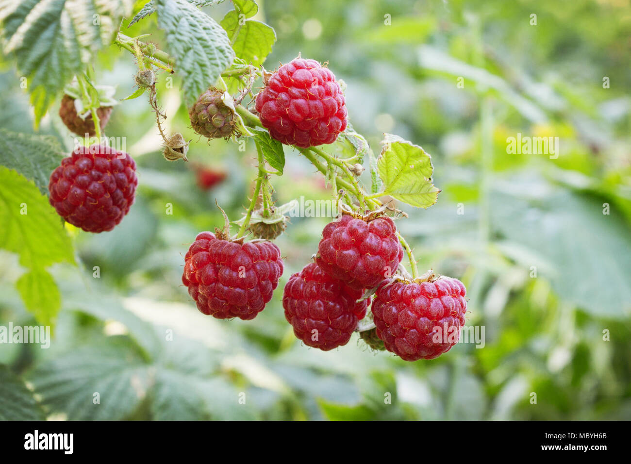 Summer Rasberry Bright juicy raspberries in the summer forest.July Stock Photo - Alamy