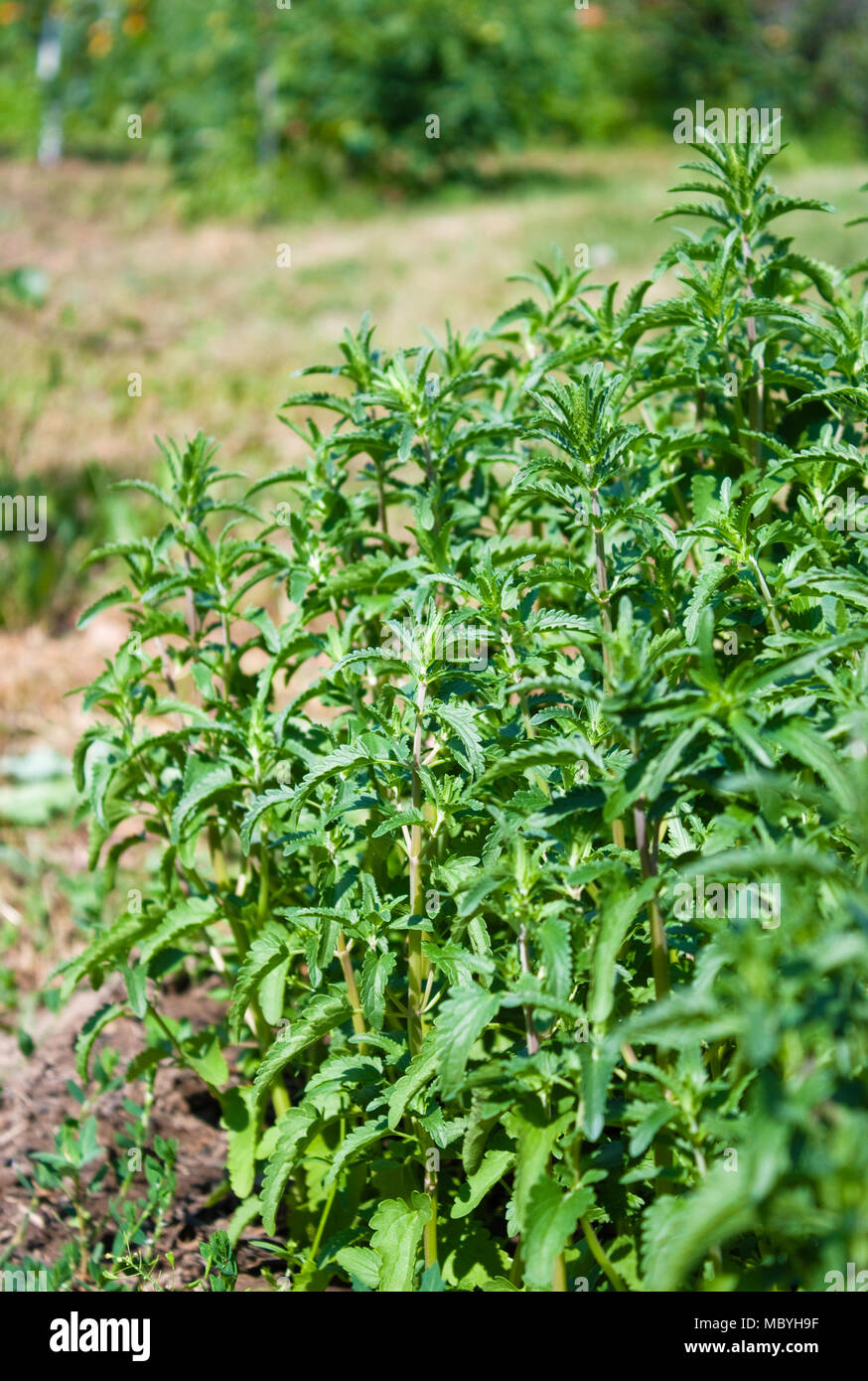 Medicinal grass (Dracocephalum moldavica L.) grows in a garden Stock Photo