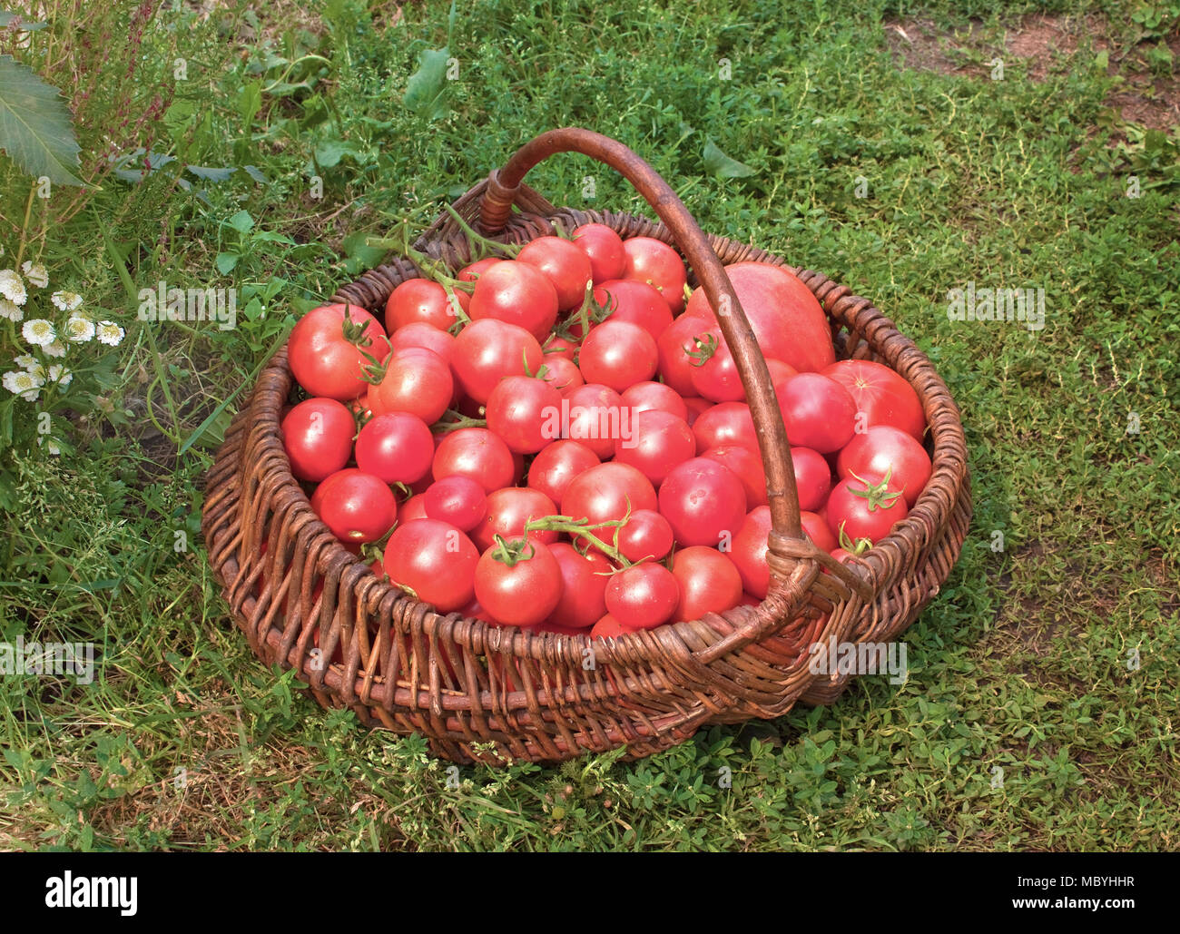 Wattled basket filled with red ripe tomatoes Stock Photo - Alamy