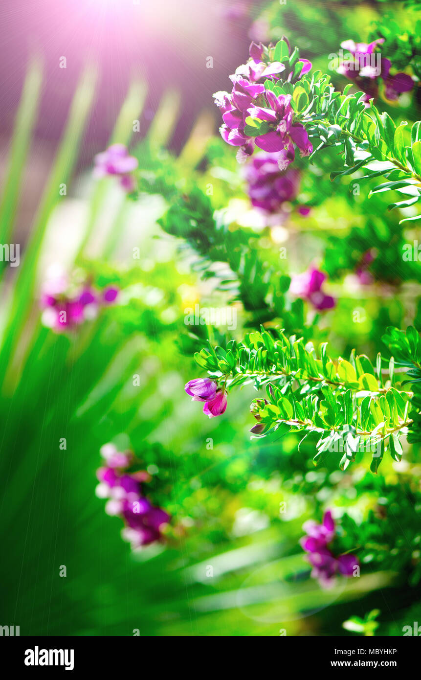 Beautiful blooming violet wild flowers on green background with copy space.  Selective focus. Copy space. Blossom spring, exotic summer, sunny woman day  concept Stock Photo - Alamy