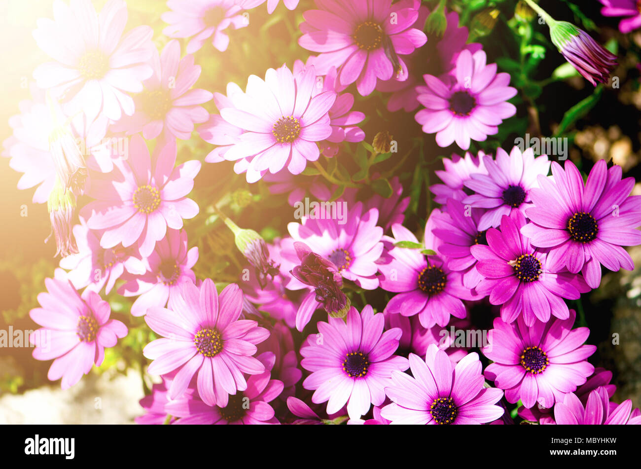 Magenta bicolour, pericallis hybrid background. Violet and purple flowers. Copy space. Blossom spring, exotic summer, sunny woman day concept. Stock Photo
