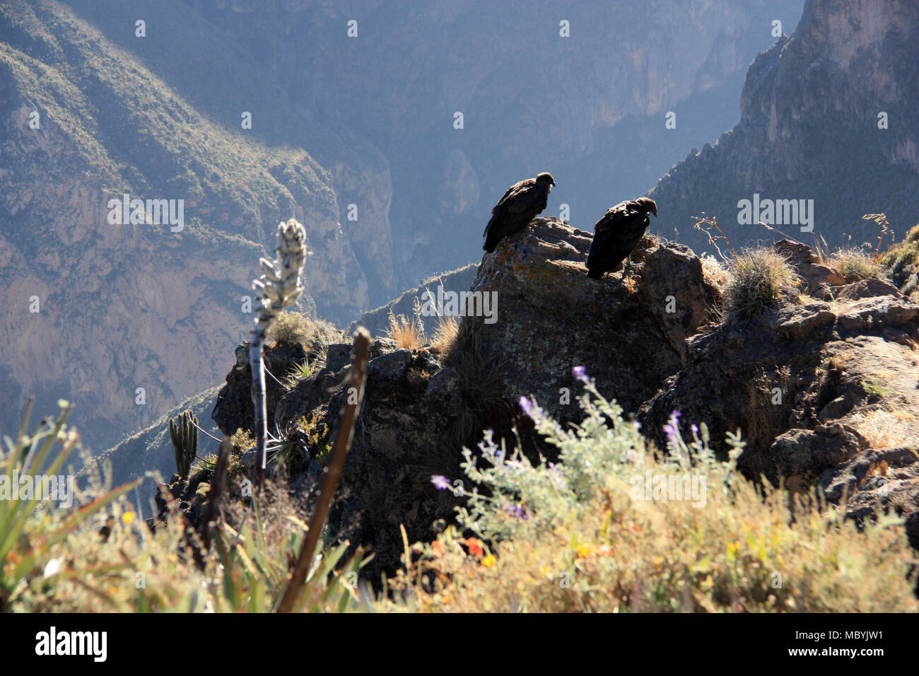 Andean Condors perching on a rock in the Colca Canyon, Peru, waiting for better upwinds and thermal lifts (puya bromilade flower in the foreground) Stock Photo
