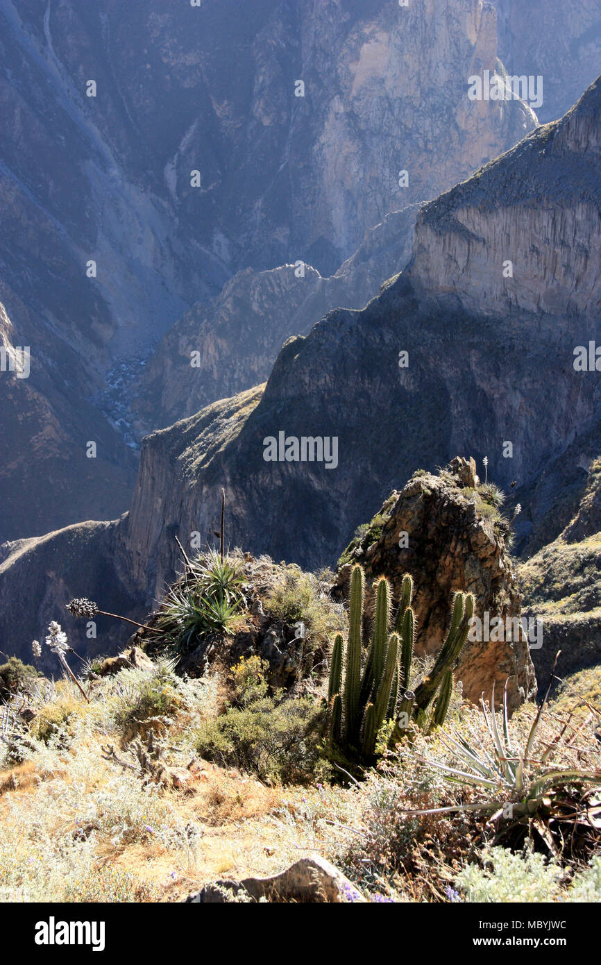 Cactus and Puya bromilade (Puya weberbaueri) on the edge of the Colca Canyon in Peru Stock Photo