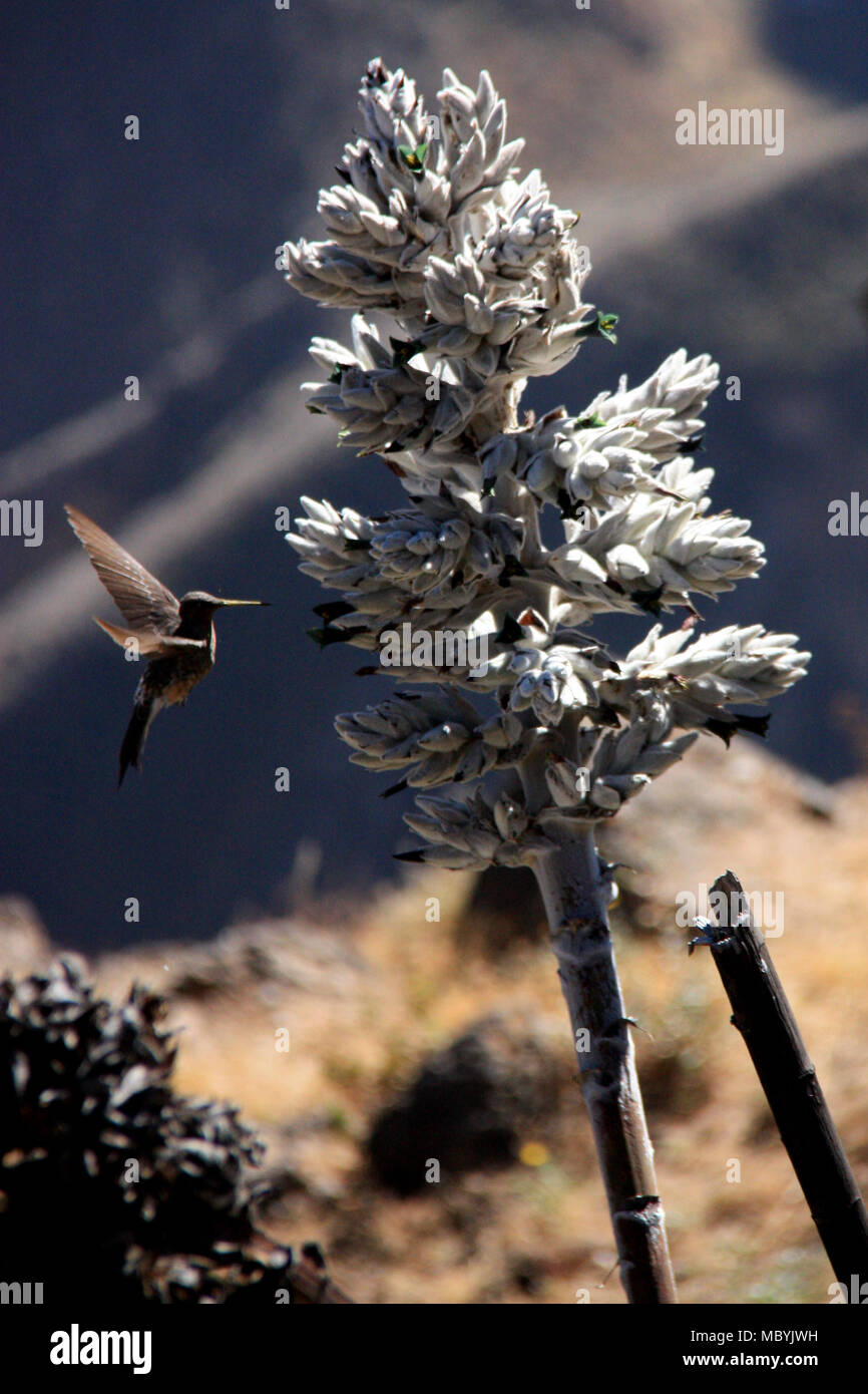 Peruvian Giant Hummingbird hovering in front of a flower (Puya weberbaueri) to get some nectar on the flank of the Colca Canyon in the Andes Mountains Stock Photo