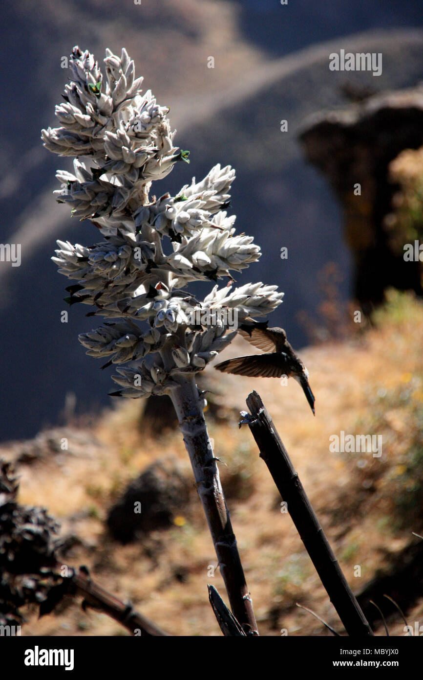 Peruvian Giant Hummingbird hovering in front of a flower (Puya weberbaueri) to get some nectar on the flank of the Colca Canyon in the Andes Mountains Stock Photo