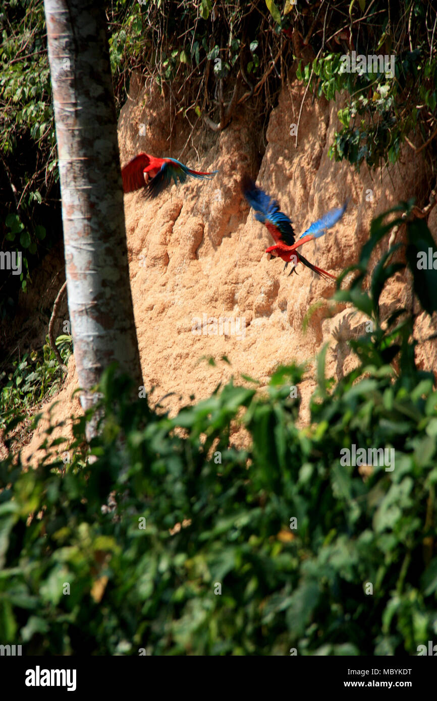 Macaws on a Clay Lick in the Amazon Rainforest, Tambopata National Reserve, Puerto Maldonado, Peru Stock Photo