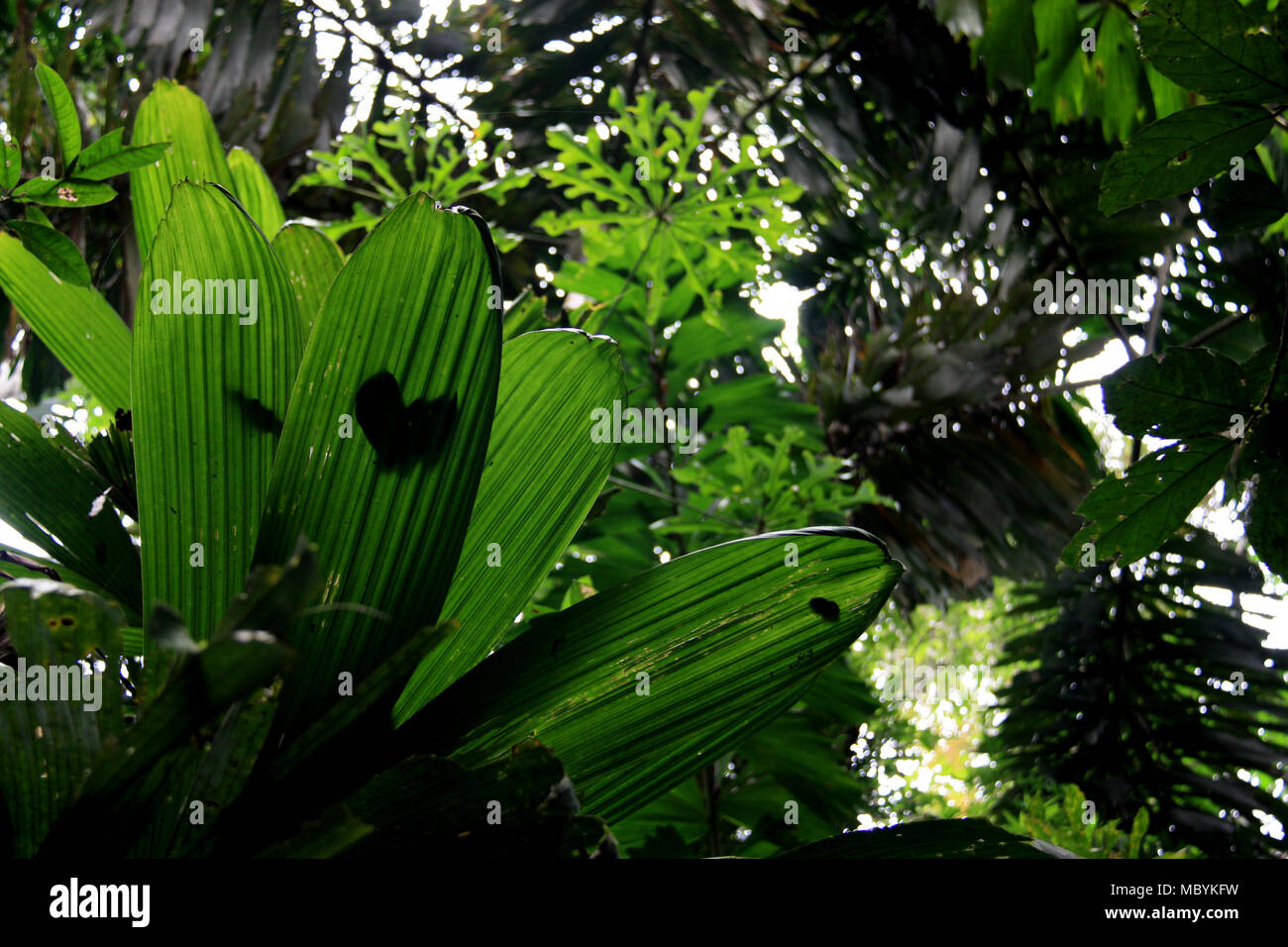 Tropical Vegetation In The Amazon Rainforest Tambopata National Reserve Puerto Maldonado Peru Stock Photo Alamy Tropical Vegetation In The Amazon Rainforest Tambopata National Reserve Puerto Maldonado Peru Stock Photo Alamy