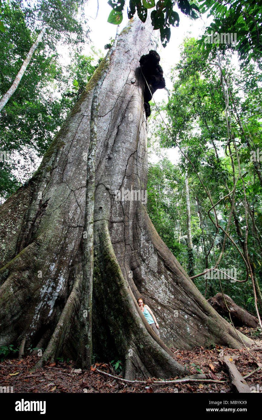 Redhead Tourist leaning on a huge Kapok Tree in the Tambopata National Reserve in the Amazon Basin, Peru Stock Photo